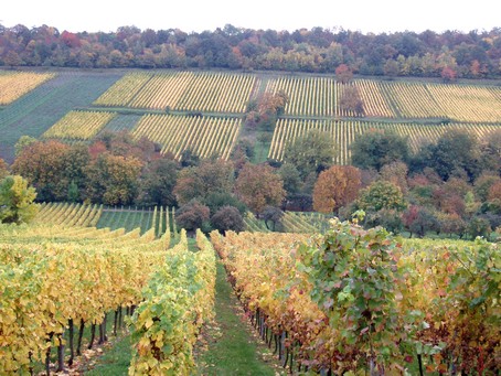 Vignoble de Dorlisheim,  15 min  pied du Gte en Alsace